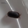 ISOPOD